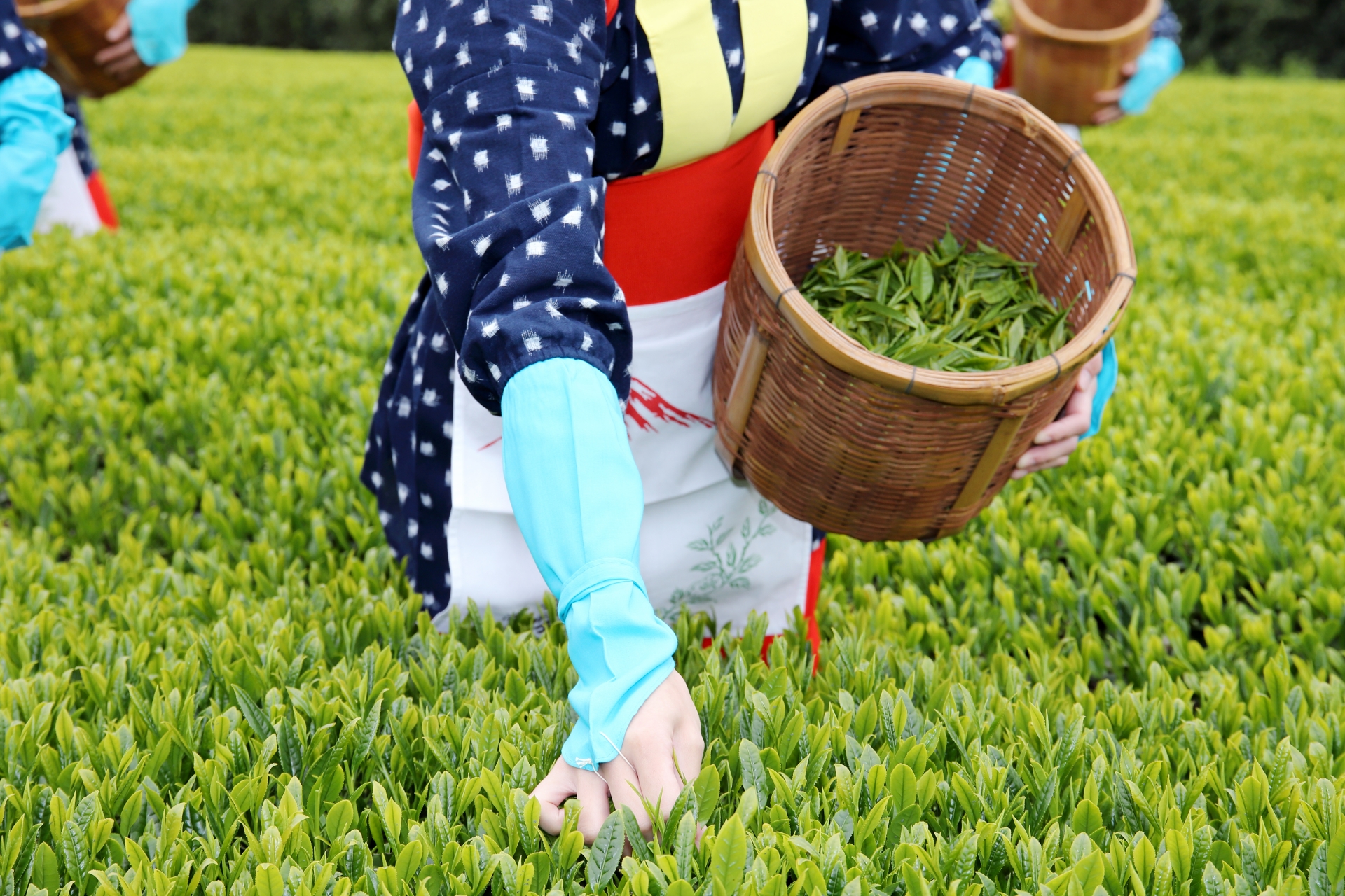 代表的な日本茶の産地