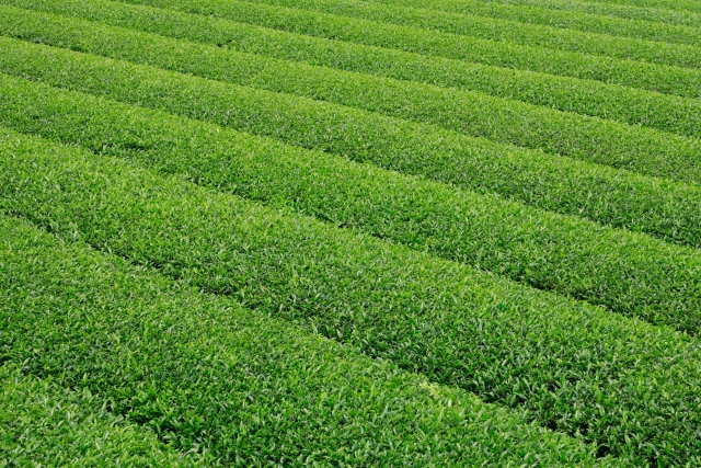 高級ブランド狭山茶の産地はどこ？ほかのお茶と収穫に違いはあるの？