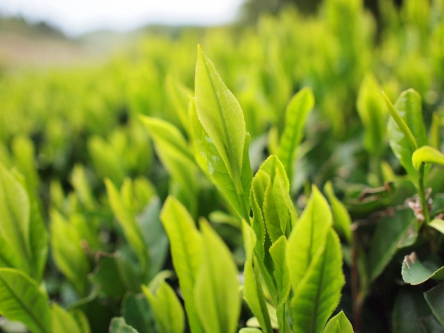 緑茶に含まれる成分・栄養の特徴！